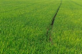 Cornfield Rice Green