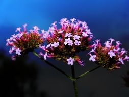 plant with tiny flowers close-up on blurred background