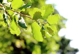 bright green foliage in the sun close up