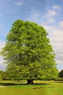 Nature Old Oak