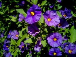 solanum rantonnetii or Lycianthes rantonnetii