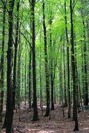 Forest Trees Bavarian