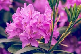 Pink blossoms in summer