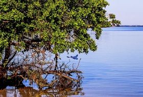 tree with green leaves over the river