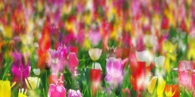 Close-up of the beautiful and colorful meadow of colorful tulips in Netherlands