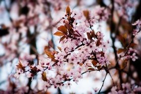 Macro Photo of Cherry Blossoms on a tree