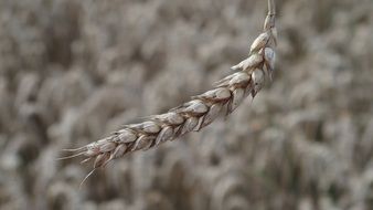 grain spike