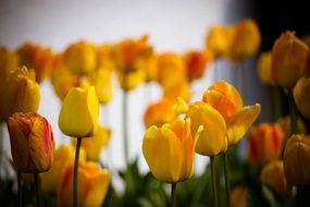 Yellow tulips in spring
