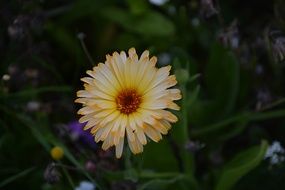 garden flower with pale yellow petals close-up