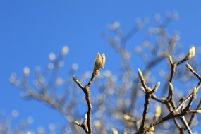 spring awakening of takeshi tree