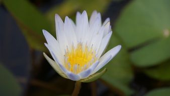 blue water lily with yellow core close up