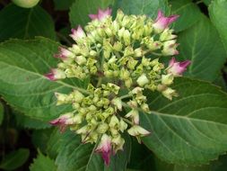 pleasant Hydrangea Pink Plant