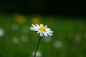 white daisy with yellow core closeup