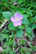 purple flower in Seychelles