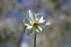 white daffodil with yellow core closeup