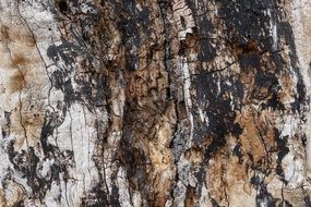 tree bark close-up in the forest