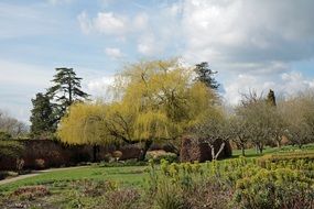 Willow Tree in English park scene