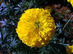 closeup view of marigold bright seasonal flower