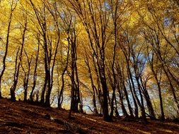 A lot of the beautiful colorful foliage in autumn