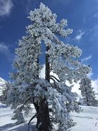 frozen snowy tree winter nature