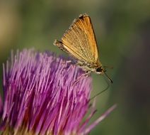 yellow butterfly on a purple thistle