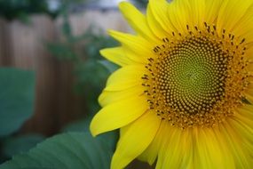 Closeup photo of Sunflower Petals