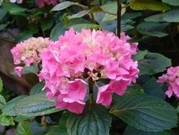 closeup photo of pink hidrangea blooming in Garden