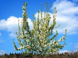 blooming garden tree