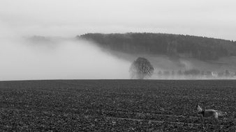 dog on arable field in front of distant forest in fog