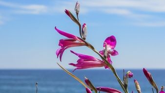 Flowers Purple Nature