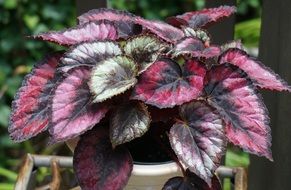 red kiss rex begonia in a flower pot close-up