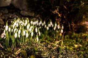magnificent Snowdrops Flowers