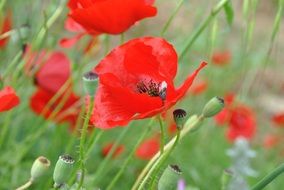bright red poppies on a summer field
