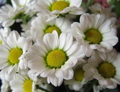 white chrysanthemum branch