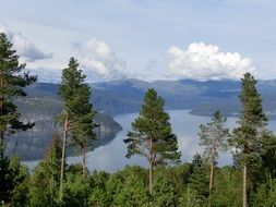 green forest on the background of the fjord