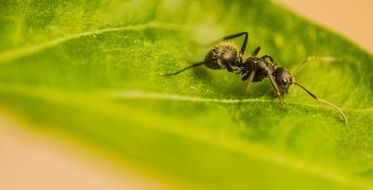 Macro photo of the ant on the leaf