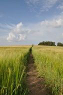 path on the cereal field