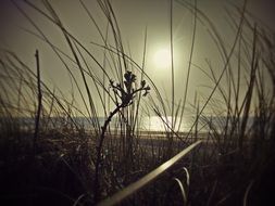 Sea Dune in North Sea