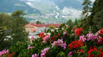 flowers on a mountain in australia