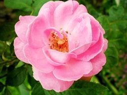 closeup picture of amazing Pink Rose