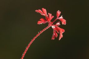 Leaf Rossa Grass