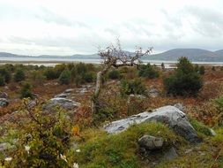 Beautiful and colorful wildlife with plants on the Atlantic Coast in Ireland