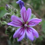 purple flower with buds closeup