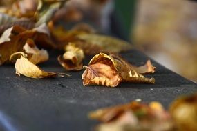 colorful autumn foliage on a wooden bench close-up