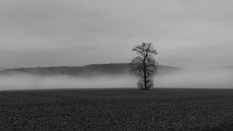 lonely tree in Fog Colourless Landscape