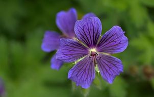 fascinating Cranesbill Flower