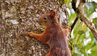 brown squirrel on a tree trunk close-up