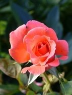 pink rose in the home garden