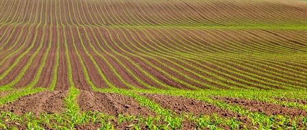 Green Brown Sowing Nature