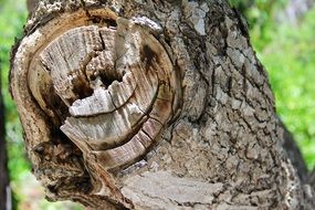 damaged trunk of a tree close-up